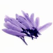 100 Adet Mor-Lila Tüy (Şeffaf Balon içi) Otriş Süslemesi